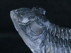 Flying Hollardops Trilobite - Great Preservation #3968-3